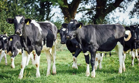 Black and white dairy beef cattle stood in grassy field facing camera